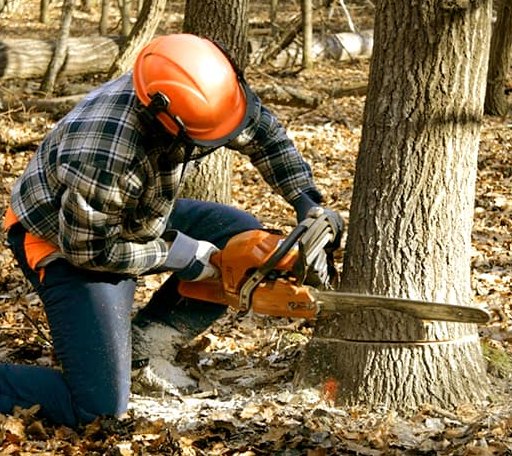 Tree Removal in Olpe, KS